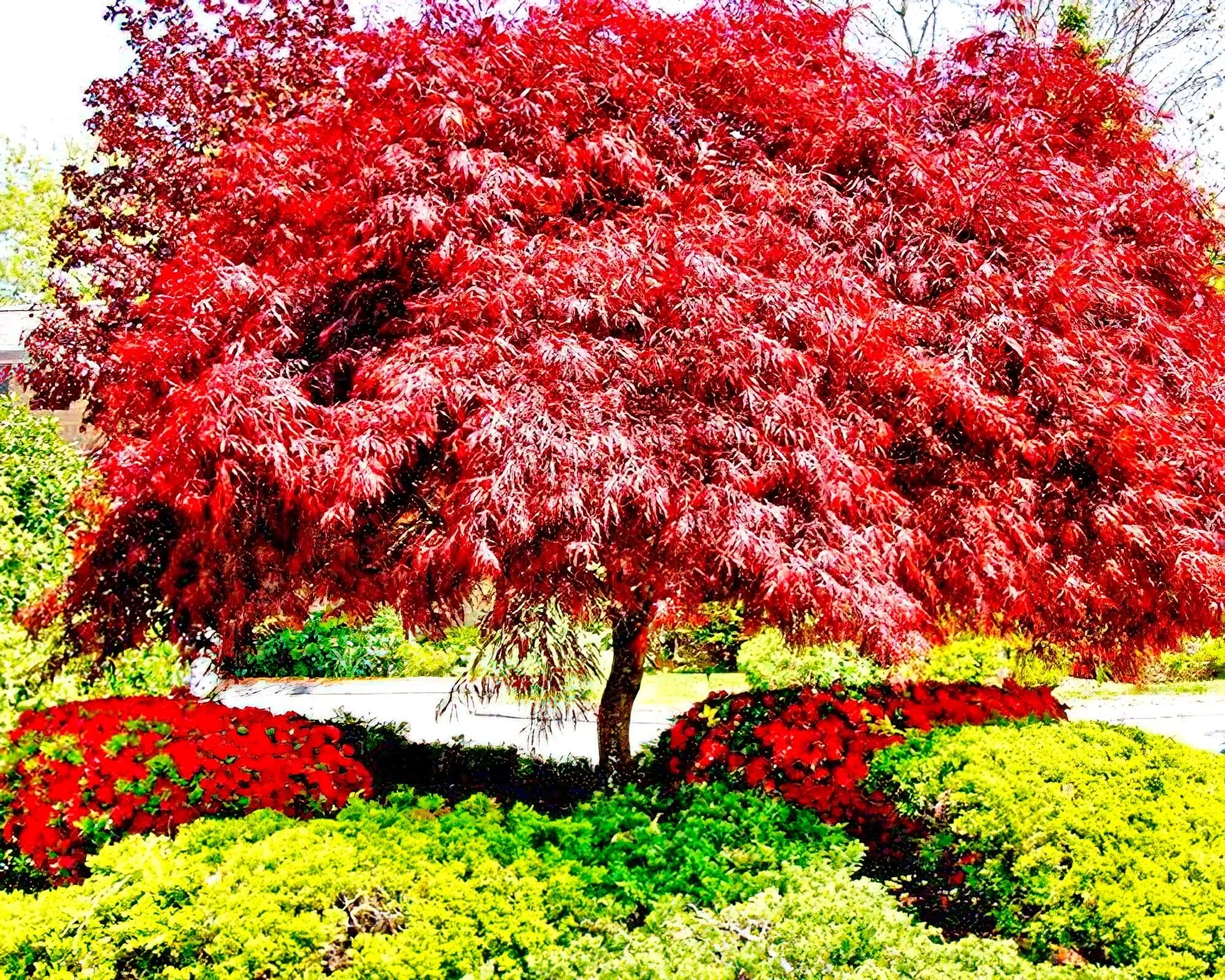 Holly Tree Resort